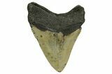 Serrated, Fossil Megalodon Tooth - North Carolina #378012-2